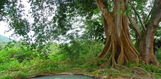 Czy trzeba opróżniać szambo na zimę?