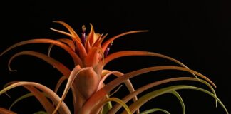 Jak się nazywa ostrze w Łyżwie?