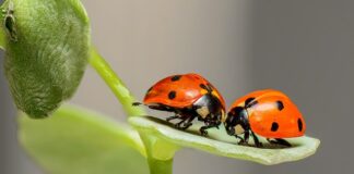 Czy maczugi są w Biedronce?