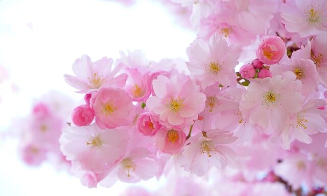 Jak wygląda japońska flaga?