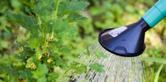 Jak zalać Yerbe drugi raz?