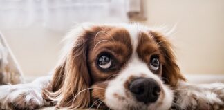 Kiedy wózek dla psa?