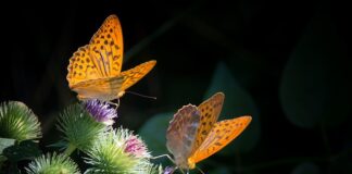Jak zrobić masę z jogurtu naturalnego?