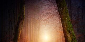 Jak zrobić tunel dla kota?