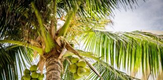 Dlaczego w kokosie jest woda?