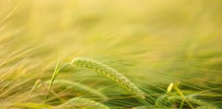 Ile mąki ziemniaczanej zamiast jajka?