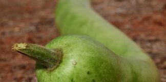 Czym się różni tykwa od matero?