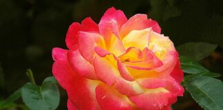 Co zamiast podziękowań dla rodziców?