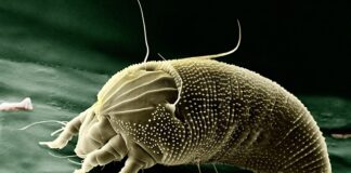 Czy wyrasta się z alergii na jajko?