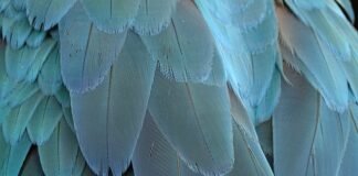 Jak się robi ptasie mleczko z galaretki?