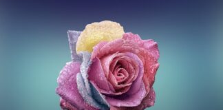 Czy płatki owsiane to żywność przetworzona?