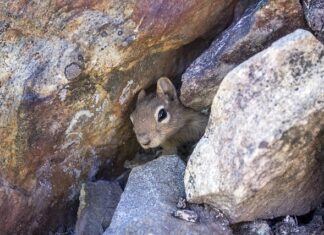 Jak samemu zrobić legowisko dla kota?