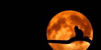 Jak zrobić domowe nuggetsy bez jajka?